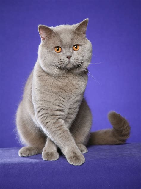 British shorthair silver and golden shaded cats are absolutely stunning cats which impress with their beauty, elegance, luxurious look and exceptional manners. 11 Shocking Facts About Chartreux Cat Breeders Melbourne ...