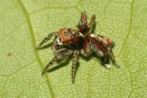 Get in touch with jan dolanský (@dolancz) — 73 answers, 11 likes. Pavouci CZ - Saitis barbipes