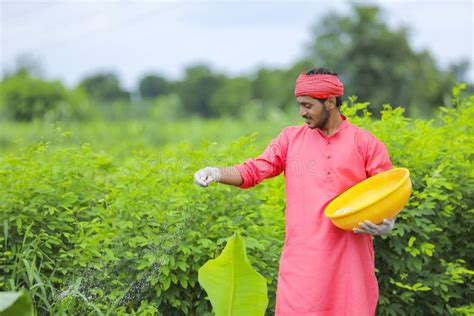 Indian Farmer Spreading Fertilizer In The Green Banana Field Stock Image Image Of Farmer