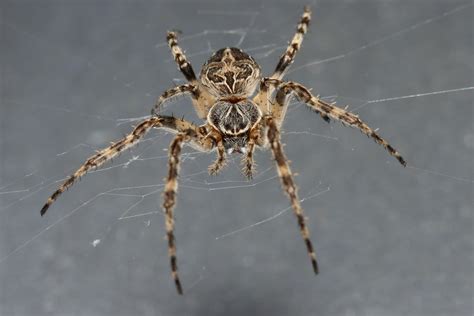 10 Spinnen Gevonden In Pennsylvania Met Fotos Dierkeurnl