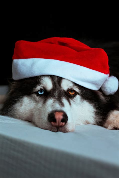 Keep Your Furry Friends Healthy & Safe this Holiday Season