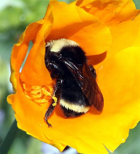 Yellow Faced Bumblebee Showing Pilosity Bombus Vosnesenskii