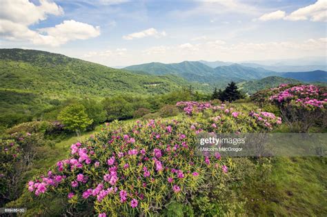 Rhododendrons Bloom On Roan Mountain High Res Stock Photo Getty Images