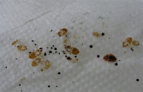 What Do Bed Bugs Look Like The Pest Advice