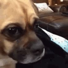 Share a gif and browse these related gif searches. Sad Puppy Face GIFs | Tenor