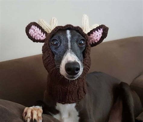 Knitted Dog Hats With Ears Easy Free Patterns Crochet Dog Hat Free