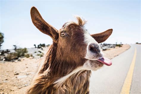 35 Funny Goat Pictures Youll Love Readers Digest