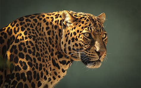 Leopard Backgrounds Pixelstalknet