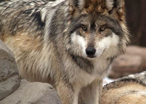 Game And Fish Suing Over Mexican Grey Wolves Knau Arizona Public Radio