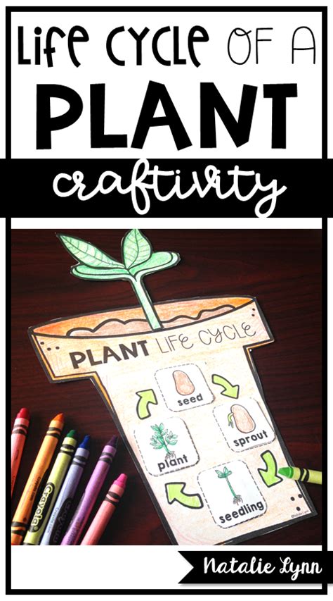 The Perfect Activity For Any Plant Unit 1st Grade Science