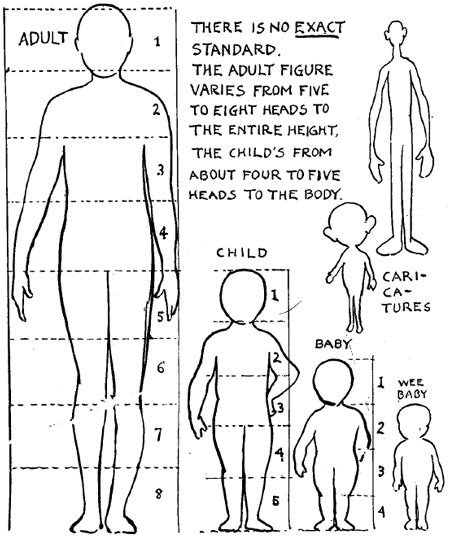 Proportions Of The Human Body Clip Art Library