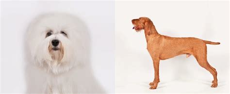 Akc Recognizes Two New Breeds Popsugar Pets