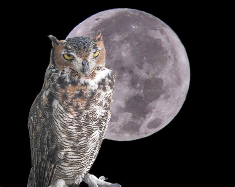 Night Owl Photograph By Larry Linton Fine Art America