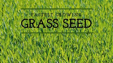 What Is The Fastest Growing Grass Seed Peak Yard