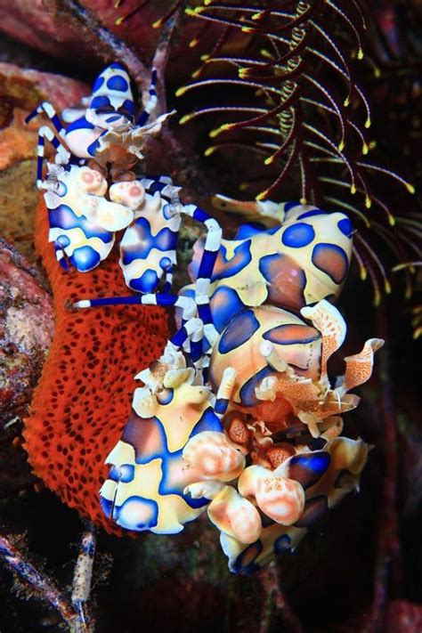 25 Amazing Deep Sea Photos Meowlogy Underwater Creatures Ocean