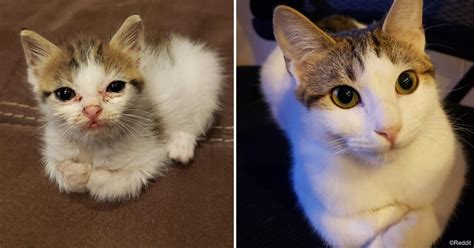 Before And After Adoption Photos Of Cats That Will Melt Your Heart
