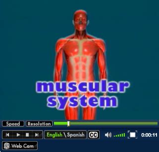 Food must be delivered to the person's quarters. Muscular System - Human Body Systems - LibGuides at ...