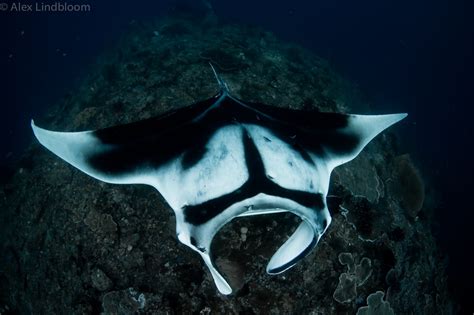 Birds Head Seascape Worlds Largest Stingray Species Discovered In