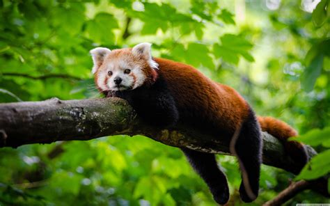 Red Panda Cute Wallpapers Top Free Red Panda Cute Backgrounds