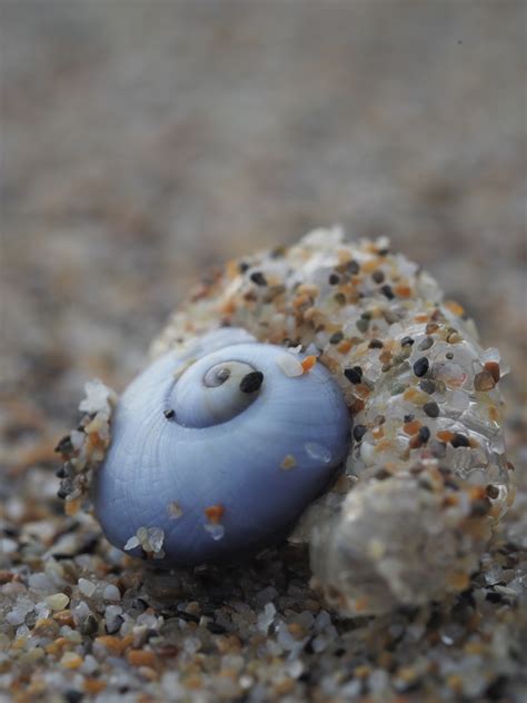 Violet Sea Snail An Bollenessor