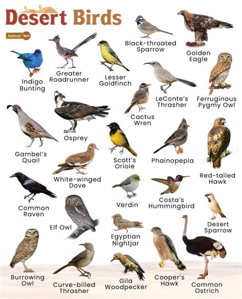 Desert Birds Facts List Pictures