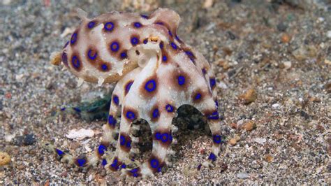 The Tiny Blue Ringed Octopus Is The Oceans Deadliest Howstuffworks