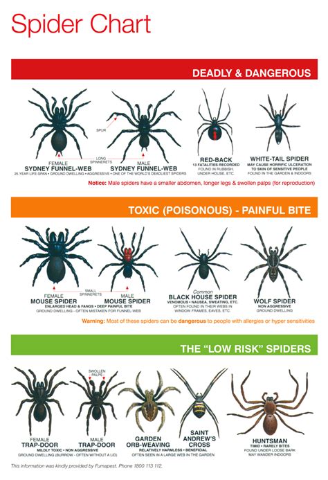 Poisonous Tennessee Spiders Chart