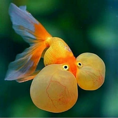 Pin By Futika Widyati On Animals And Pets Goldfish Breeding Fish