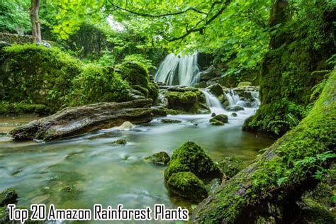 Best 18 Amazon Rainforest Plants And Flowers Updated Bioexplorer