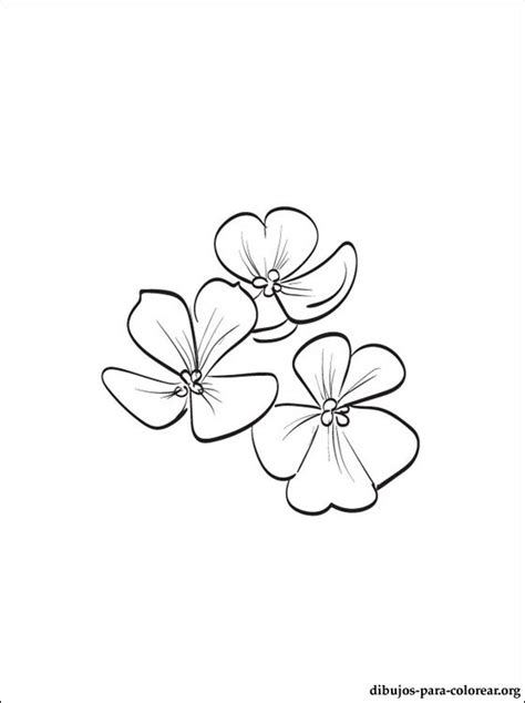 African violets are very hardy and do best in indirect or filtered sunlight. Dibujo de Violeta para colorear | Dibujos para colorear