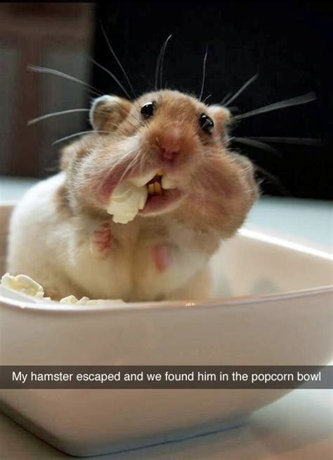 Hamster Eating Popcorn Funny Animal Jokes Funniest Snapchats