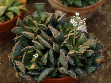 Check spelling or type a new query. Adromischus cristatus (Crinkle Leaf Plant) | World of ...
