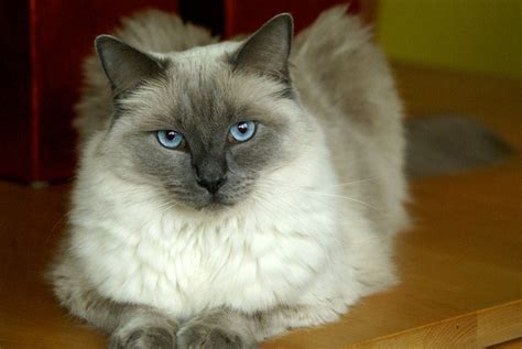 These 13 Cat Breeds Actually Behave Like Dogs Sheknows