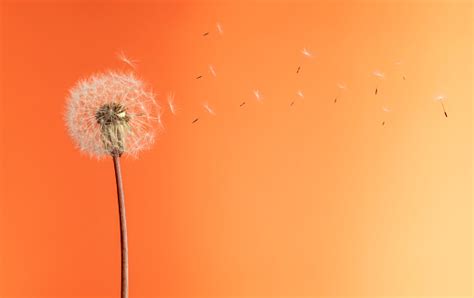 Dandelion Seeds Blowing In The Breeze Stock Photo Download Image Now