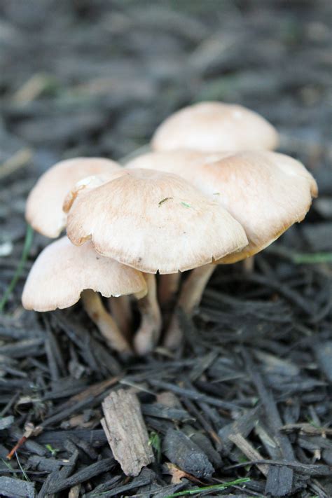 Can Anyone Id These Virginia Usa Mushrooms See Pics Mushroom