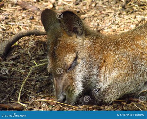 Detail Of A Sleeping Kangaroo Head Cute Resting Animal Stock Image