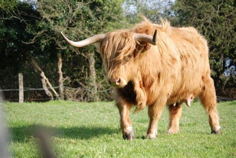Highland Cattle Breed Facts Uses Origins And Characteristics With