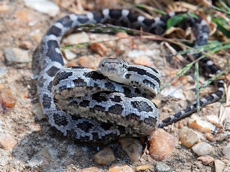 Juvenile Black Rat Snake Found At Sky Meadows State Park I Flickr