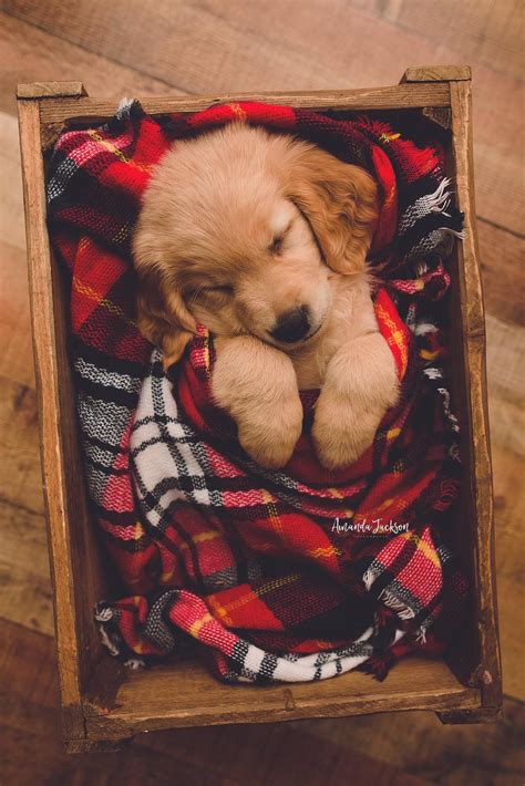 What does a golden retriever look like? 🐶🐶🐶 47+ Adorable Golden Retriever Mix Breeds ️ ️ ️ | Cute ...