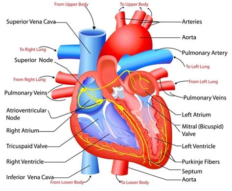 Heart Structure Diagram Quizlet