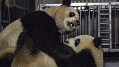 Giant Pandas Mating Attempt Bbc Earth
