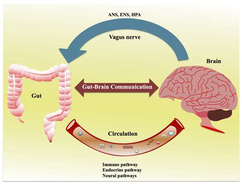 Mouse Brain Endocrine System