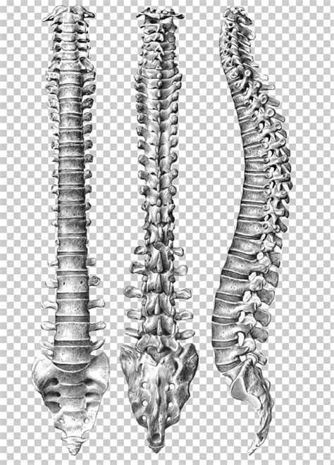 Bones are not inanimate rock like structures in the human body; Human Vertebral Column Spinal Anatomy Human Body PNG ...