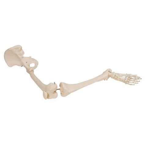 Esqueleto De Una Pierna Con Parte De Hueso De La Cadera 3b Smart