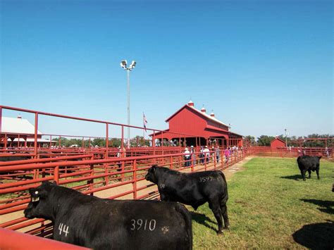 Adapt Or Die A Central Texas Cattle Ranch Changes With The Times