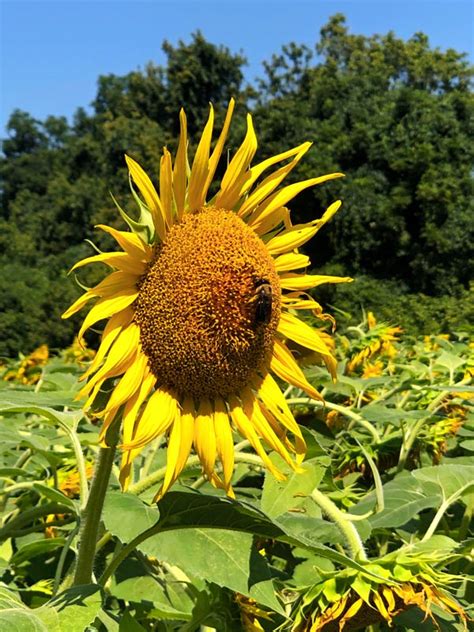 Maryland Sunflower Fields A Summer Tradition Near Washington Dc