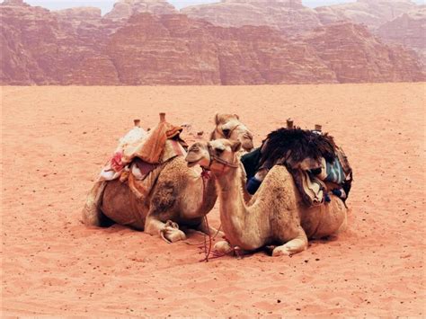 Soñar Con Camellos