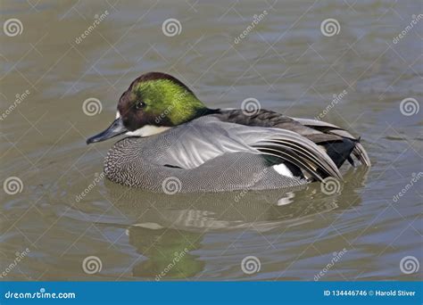 A Male Falcated Teal Anas Falcata On The Water Stock Photo Image Of