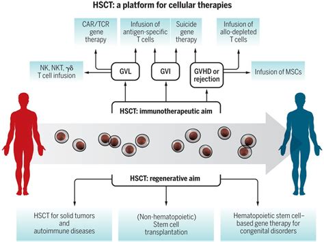Hematopoietic Stem Cell Transplantation In Its S A Platform For