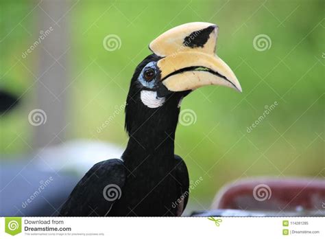 Hornbill Bird Malaysia Teluk Nipah Stock Image Image Of Nature Beak